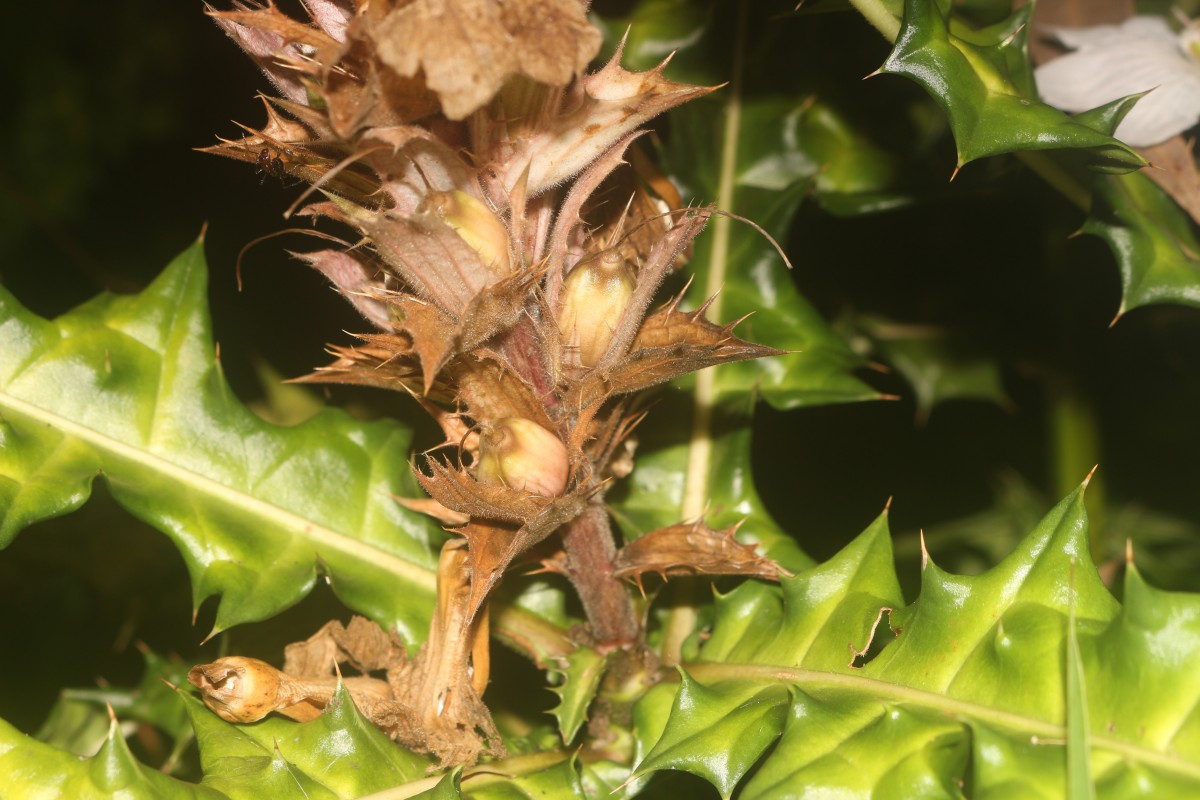 Acanthus montanus (Nees) T.Anderson